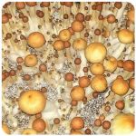 Псилоцибиновые (галлюциногенные)  грибы Psilocybin "Golden Teacher" в Мензелинске