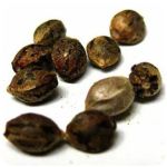 Семена марихуаны АК-47  (Seeds AK-47) в Мензелинске